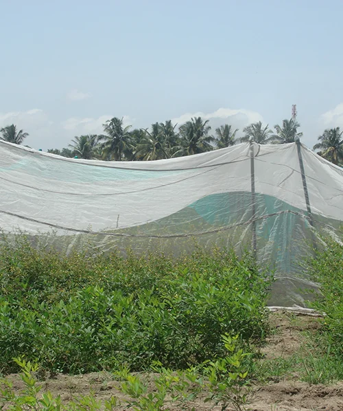 crop cover manufacturers in gujarat